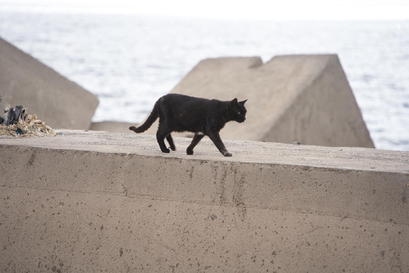 Fisherman’s cat